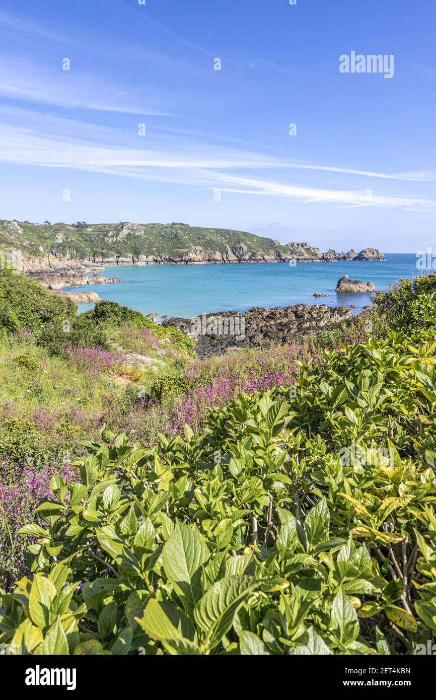 La bella costa sud aspra di Guernsey - Wildflowers accanto al percorso costiero intorno Moulin Huet Bay, Guernsey, Isole del canale Regno Unito Foto Stock