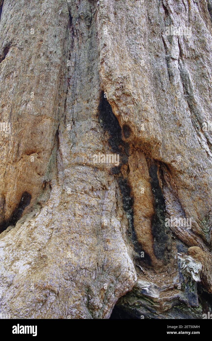 Base del tronco di sequoia gigante (Sequoiadendron giganteum) Sequoia National Park California, USA LA000600 Foto Stock