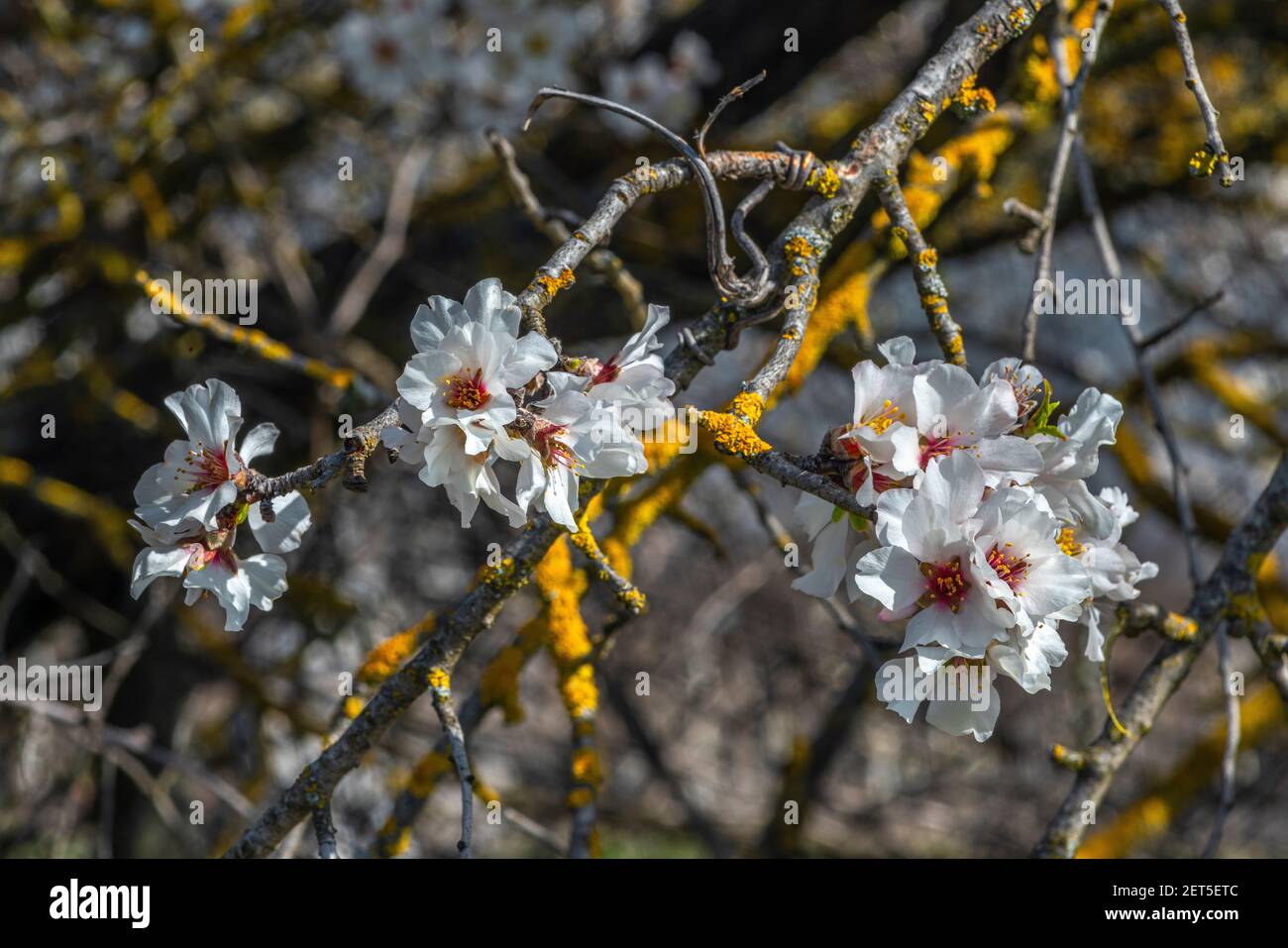 particolare della fioritura della mandorla selvatica. Foto Stock