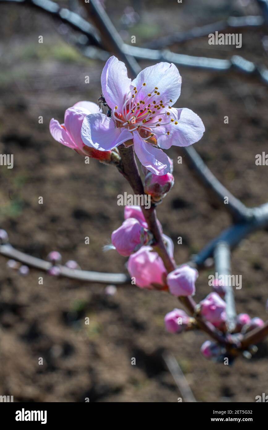 Fiore di pesca rosa fiorito con germogli. Abruzzo Foto Stock