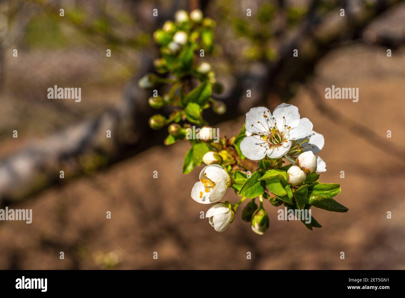 Fioritura primaverile di un albero di susina. Alcuni sono fioriti, altri sono ancora in fiore. Abruzzo, Italia Foto Stock