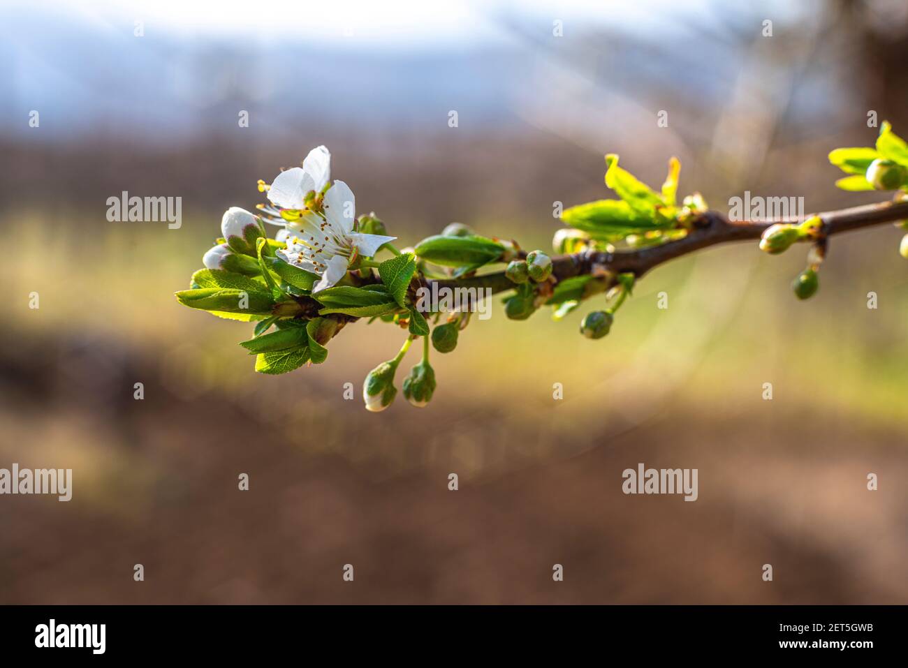 Fioritura primaverile di un albero di susina. Alcuni sono fioriti, altri sono ancora in fiore. Abruzzo, Italia Foto Stock