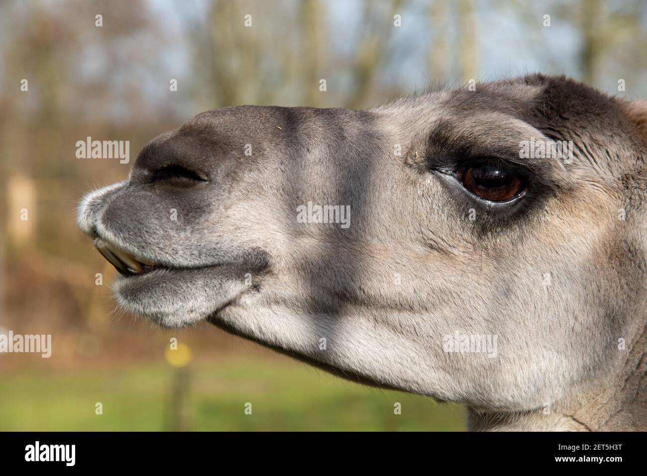 primo piano di capo di lama in una fattoria in Olanda Foto Stock