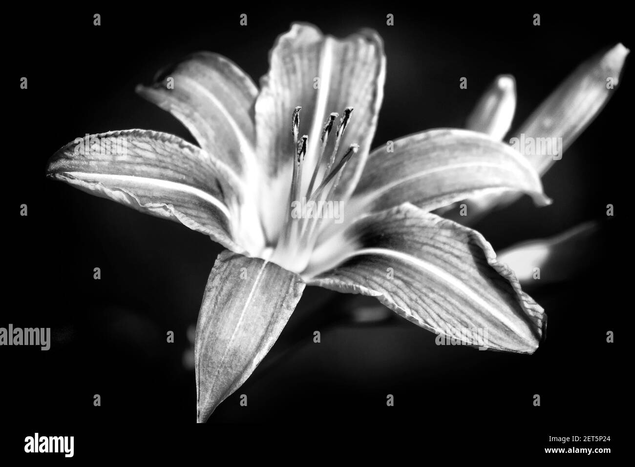 Fiore bianco e nero di giorno Foto Stock