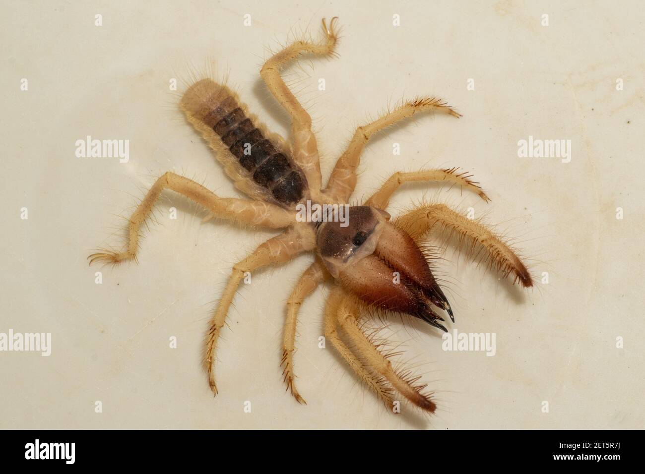 Solpugidi giganti egiziani (Galeodes Arabs), scorpioni del vento o macro ragno di cammelli sparati da vicino negli emirati arabi uniti, nel centro-est Foto Stock