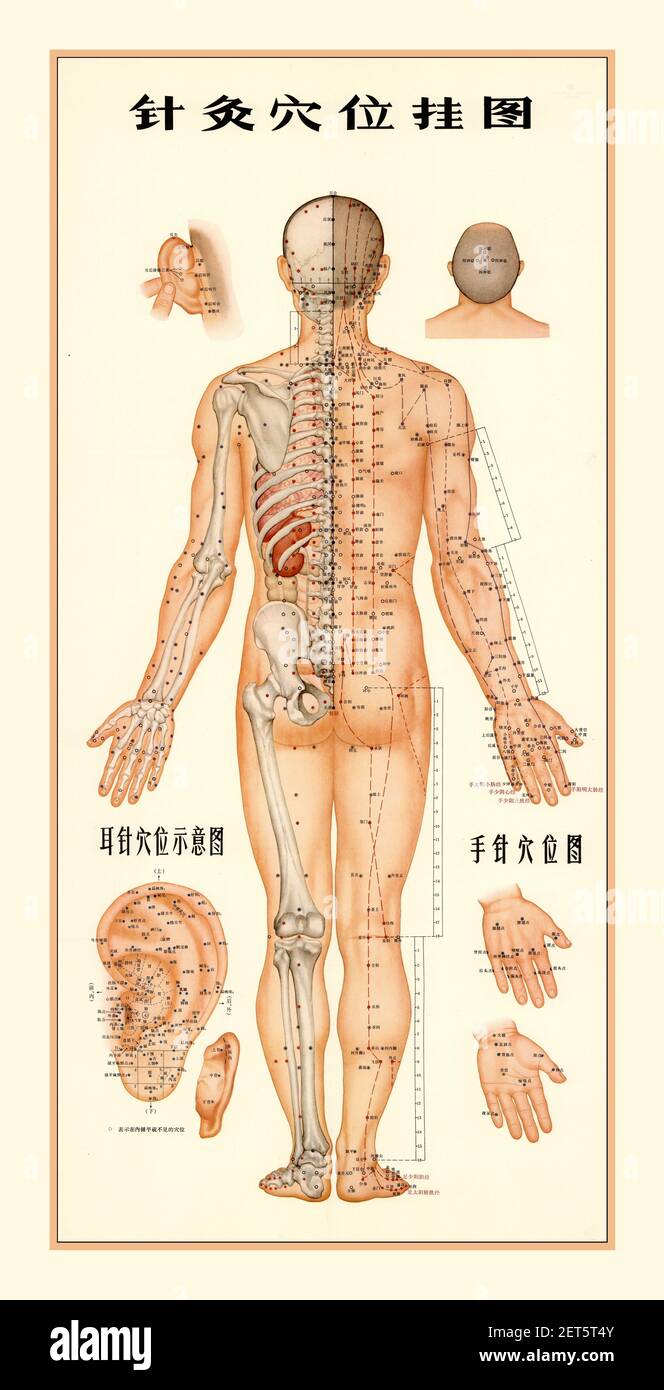 GRAFICO DELL'AGOPUNTURA 1970's BODY ILLUSTRATION Vintage Chinese Medical Agopuncture Points aree Poster 1971; agopuntura; informazioni mediche; Anatomical Illustration China Revolutionary Committee of Guangzhou Foto Stock