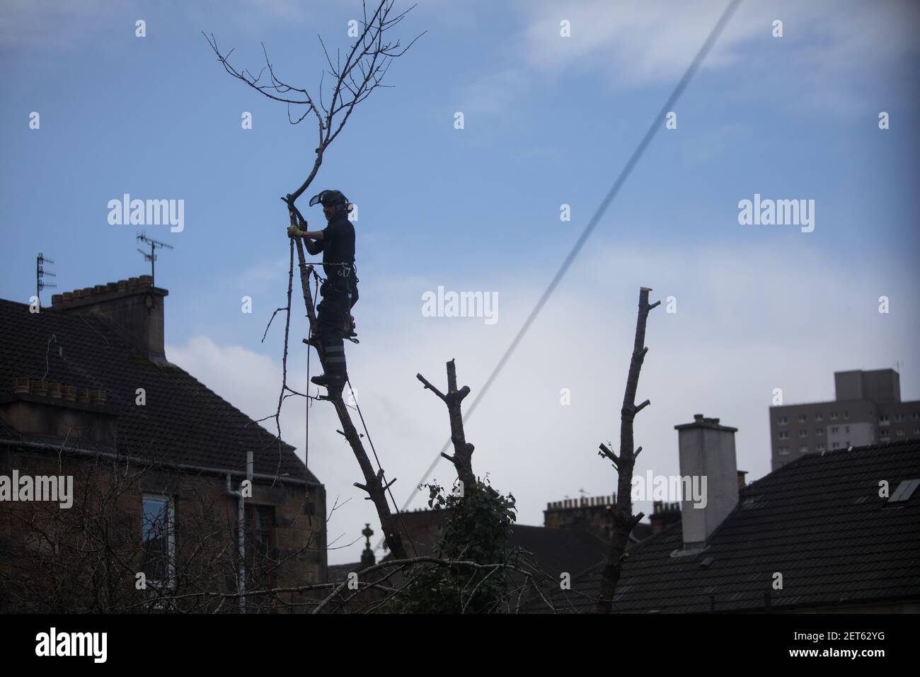 Il 25 febbraio 2021, un chirurgo degli alberi taglia alberi di grandi dimensioni in un giardino suburbano, a Glasgow, Regno Unito. Foto Stock