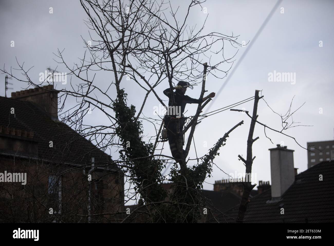 Il 25 febbraio 2021, un chirurgo degli alberi taglia alberi di grandi dimensioni in un giardino suburbano, a Glasgow, Regno Unito. Foto Stock