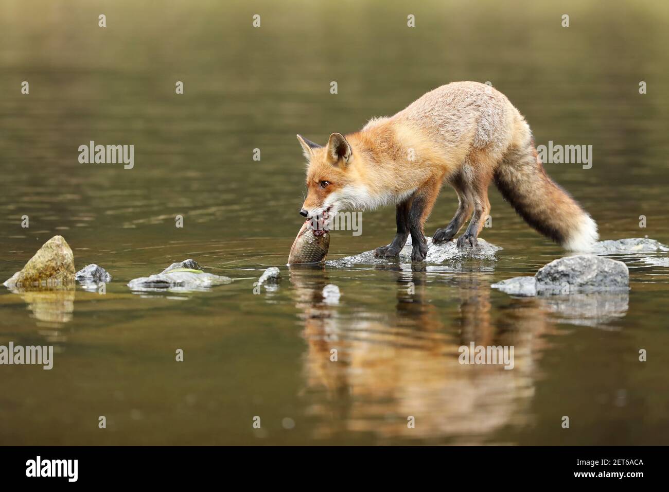 Red Fox con pesci preda nel fiume - Vulpes vulpes Foto Stock