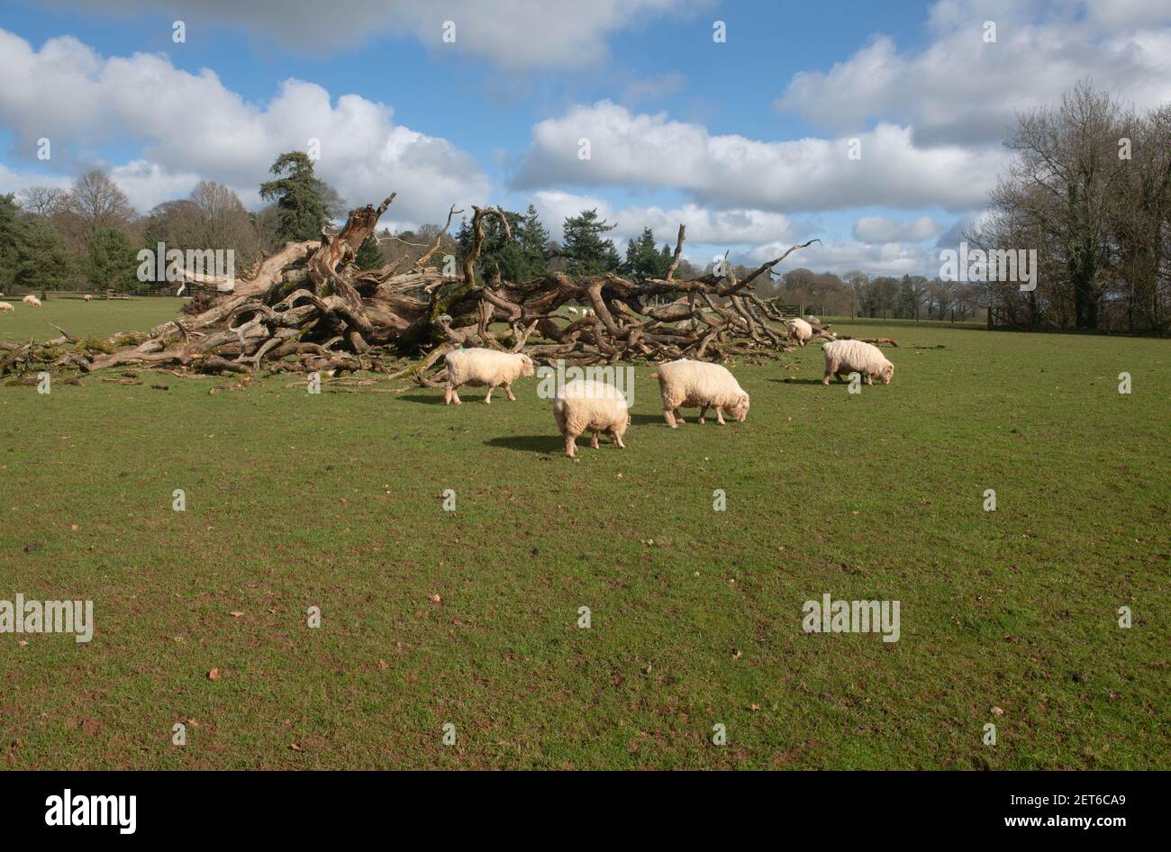 Exmoor Horn Sheep (Ovies aries) che pascolano da un albero caduto in Parkland in un giorno invernale luminoso e soleggiato nel Devon Rurale, Inghilterra, Regno Unito Foto Stock