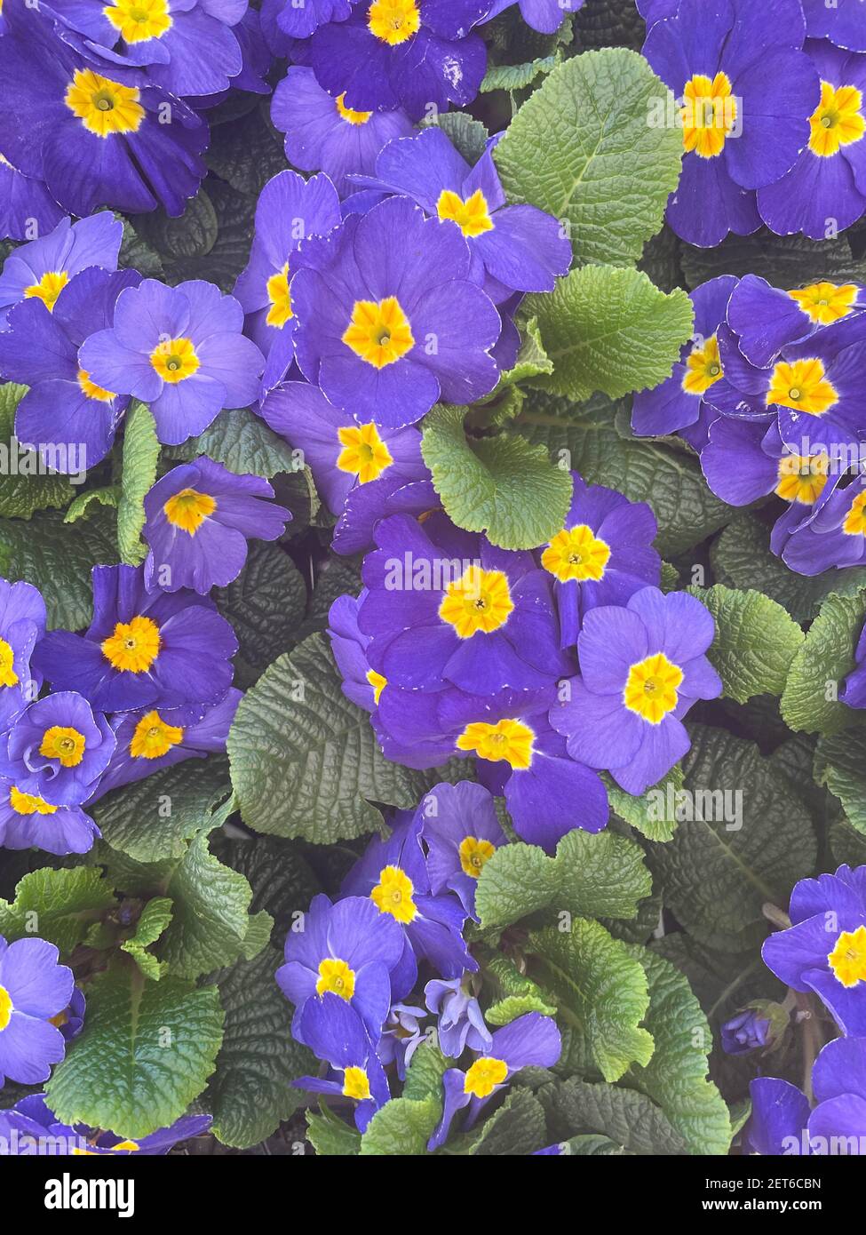 Vassoio di colorate piante di Primula (Primula) in fiore viola in un Garden Center nel Devon Rurale, Inghilterra, Regno Unito Foto Stock