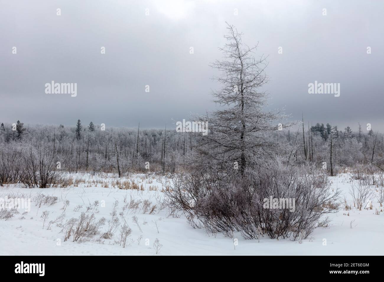 Hoarfrost, Tamarack, Larice americano (Larix laricina), febbraio, Michigan del Nord, Stati Uniti, da James D Coppinger/Dembinsky Photo Assoc Foto Stock