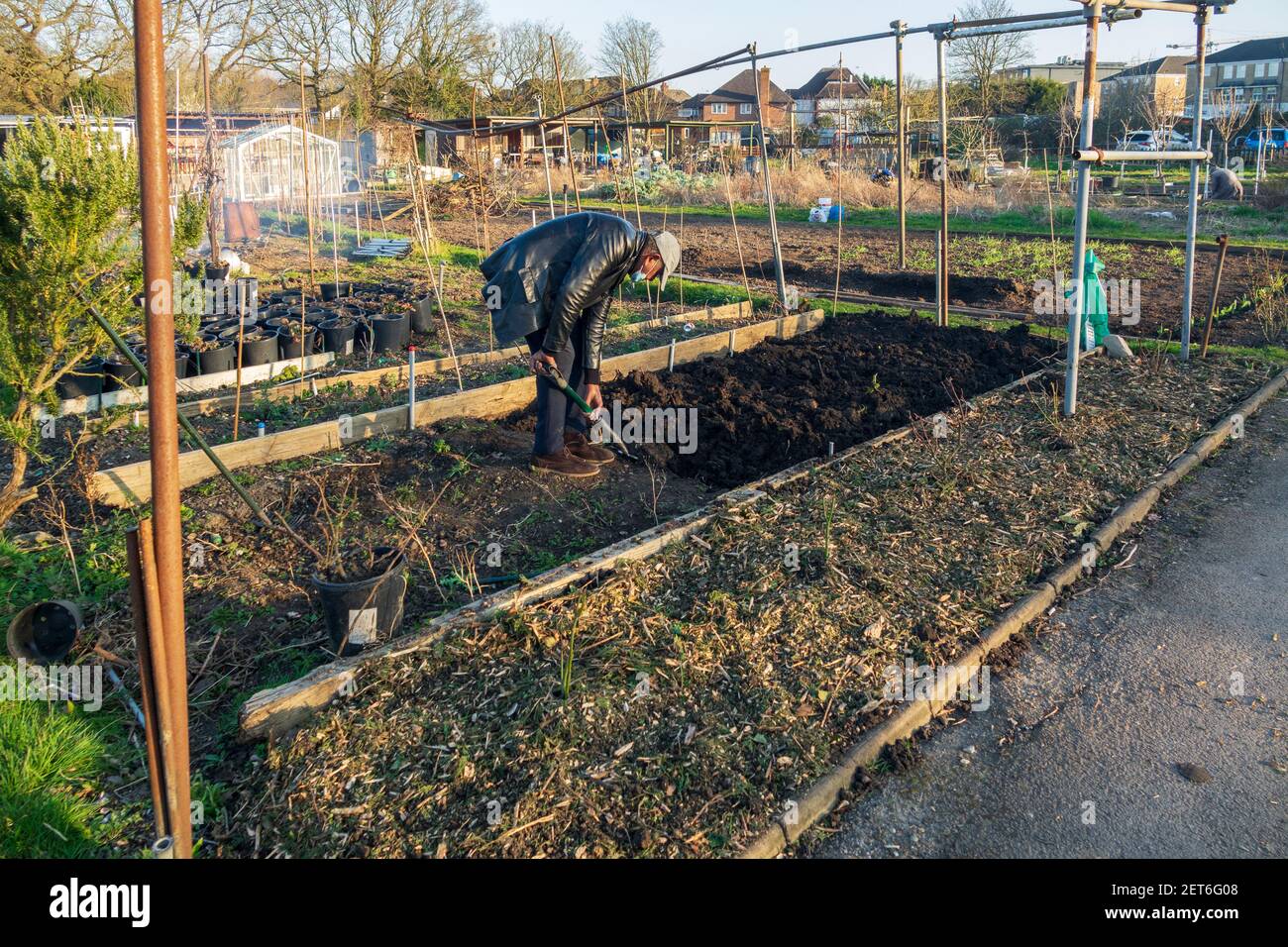 Un uomo che fa giardinaggio e che scavava un letto vegetale su un piano di assegnazione ottenendo il terreno pronto per una nuova stagione come la primavera arriva a Mill Hill, Londra. Foto Stock