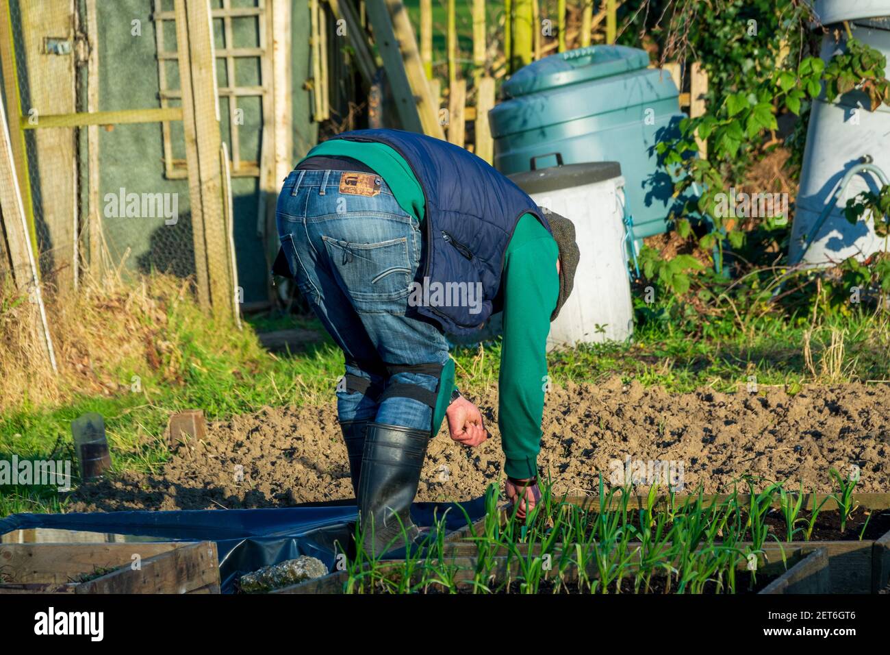 Un uomo che fa giardinaggio e pianta un letto di verdure su un lotto di assegnazione per una nuova stagione mentre la molla arriva a Mill Hill, Londra. Foto Stock