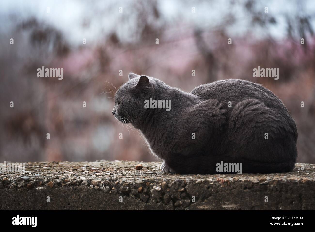 Bel gatto grigio simile alla razza britannica è seduta sulla strada da sola. L'animale abbandonato passa solo tempo in natura ed è triste. Foto Stock
