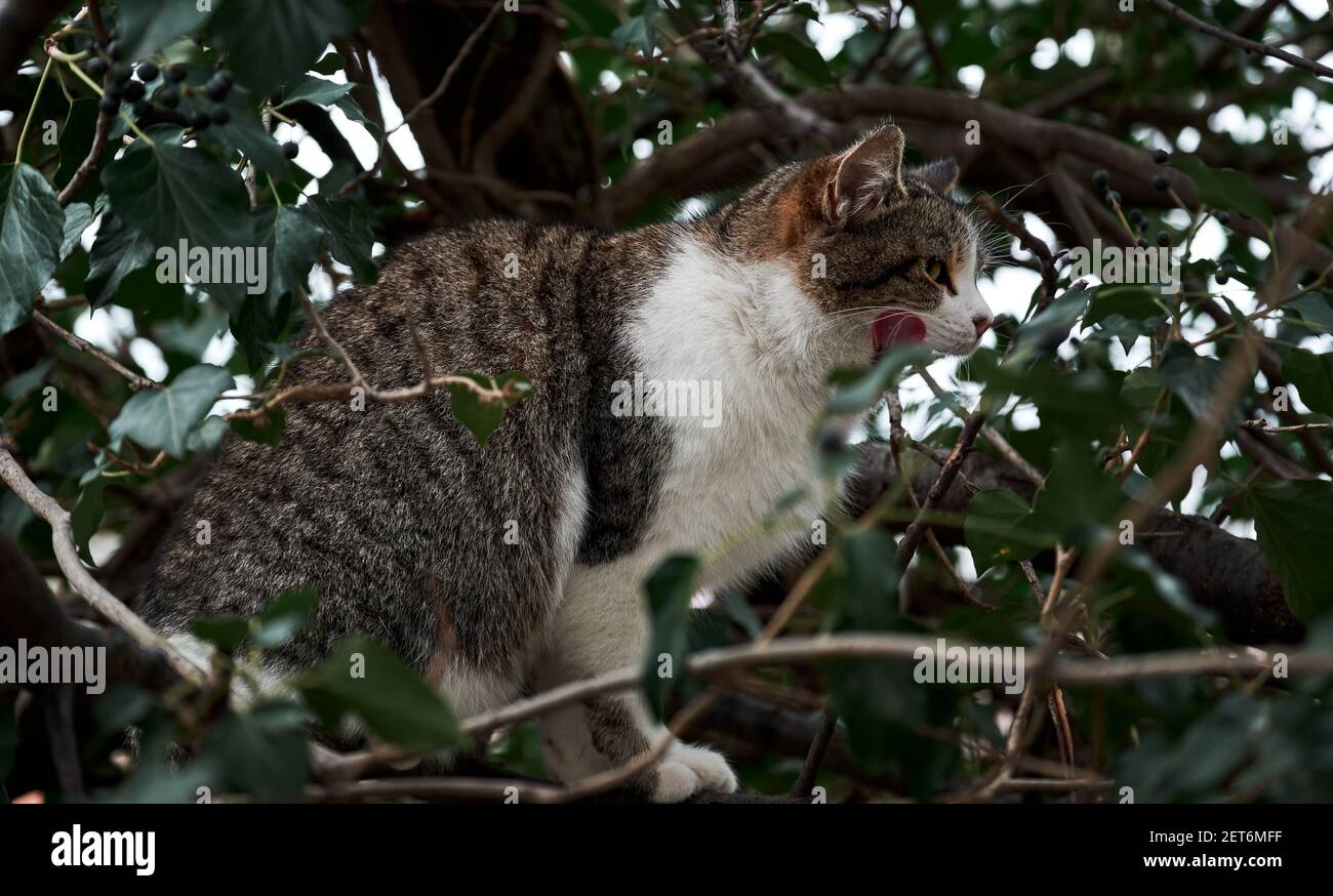 Bella strada solitaria gatto a piedi nella natura. Gattino di razza mista. Gatto grigio a righe con petto soffice bianco si siede sull'albero e leccano la sua museruola con il suo Foto Stock