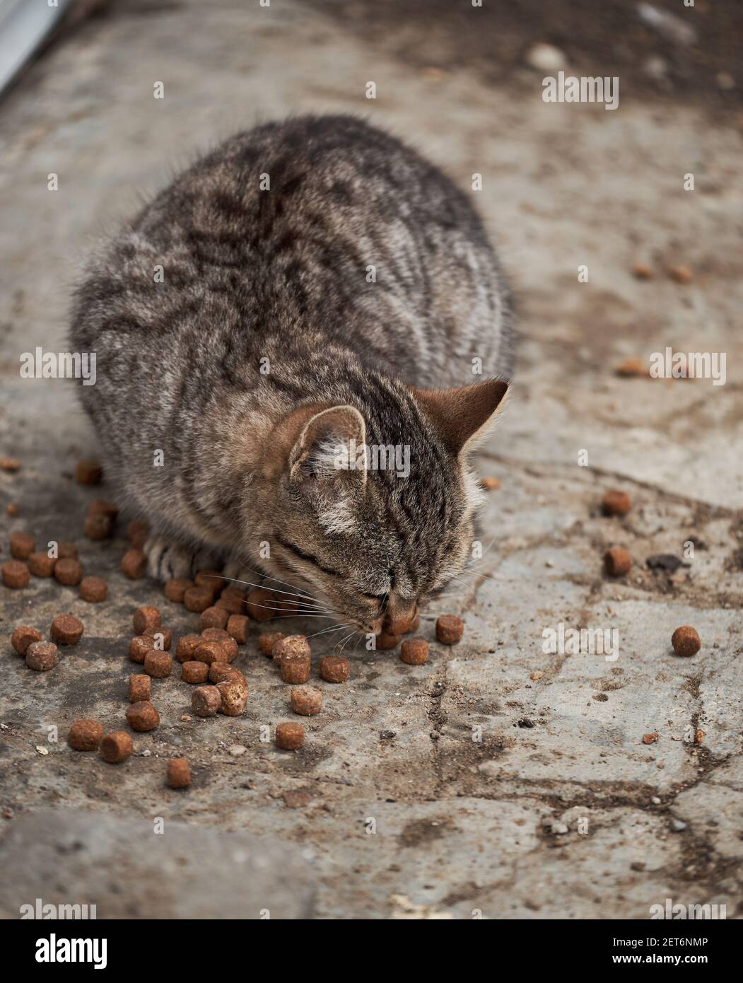 Gattino di strada a strisce grigie di razza mista mangia cibo secco gatto.  Affamato, solo giovane