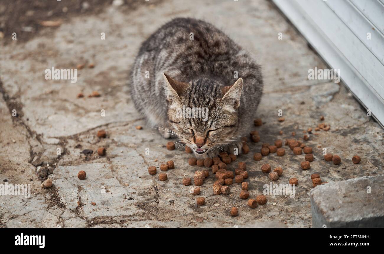 Gattino di strada a strisce grigie di razza mista mangia cibo secco gatto.  Affamato, solo giovane