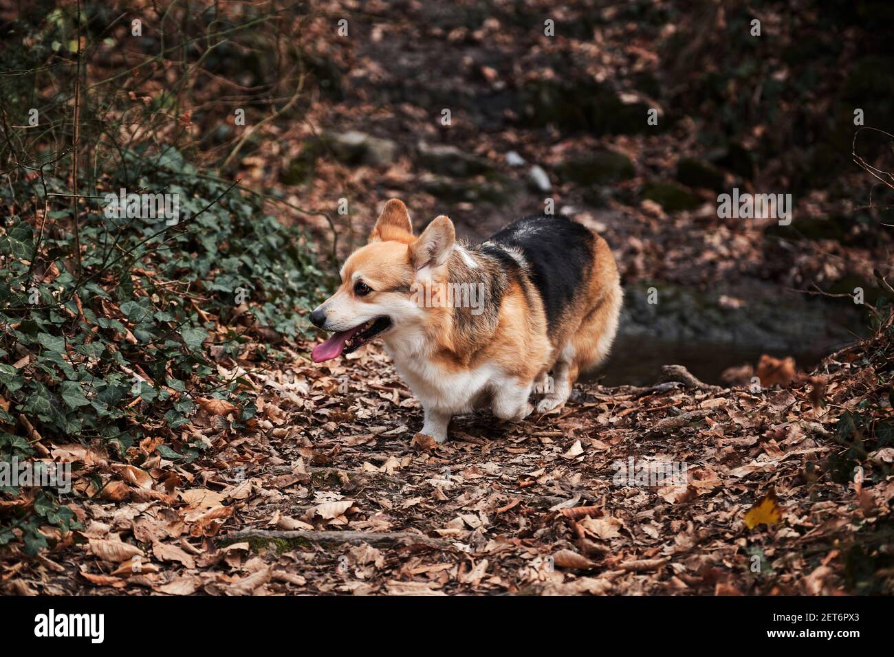 Gallese corgi Pembroke tricolore passeggiate attraverso la foresta d'autunno e gode di vita. Il più piccolo cane da pastore al mondo. Razza inglese del cane pastore. Foto Stock