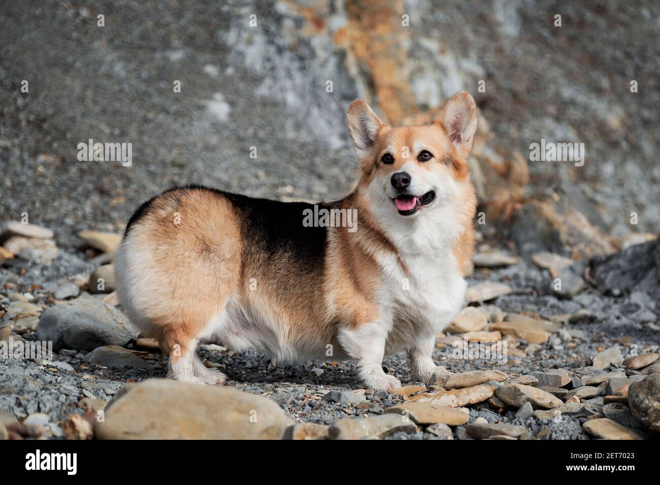 Gallese Corgi Pembroke tricolore sulla spiaggia, vista laterale in stand. Pastore britannico piccolo affascinante zampe. Razza popolare di cane è i corgi. Foto Stock