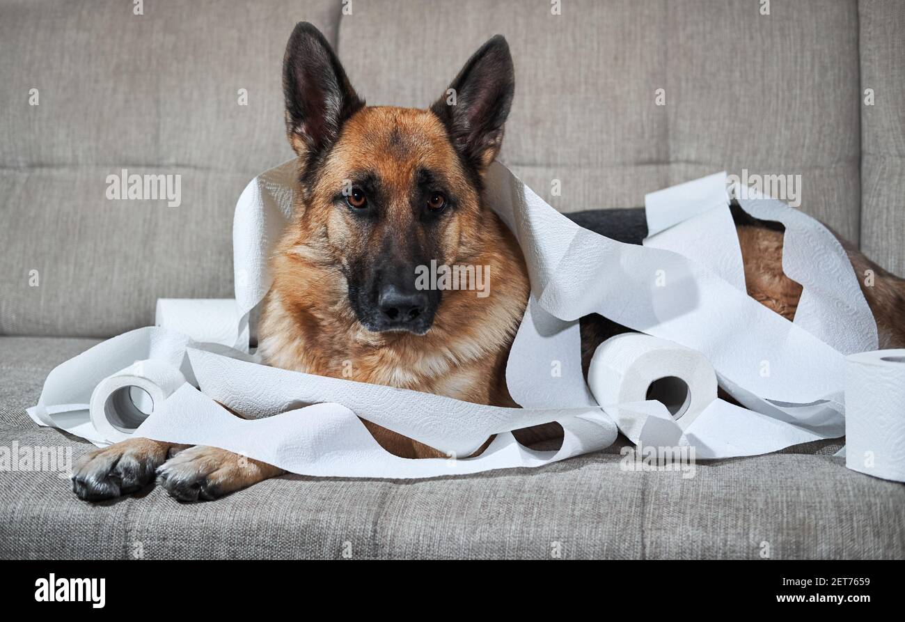 German Shepherd è sdraiato su un divano grigio avvolto in carta igienica.  Il cane si è viziato poco quando lasciato da solo a casa e ha mangiato  diversi rotoli di carta igienica.