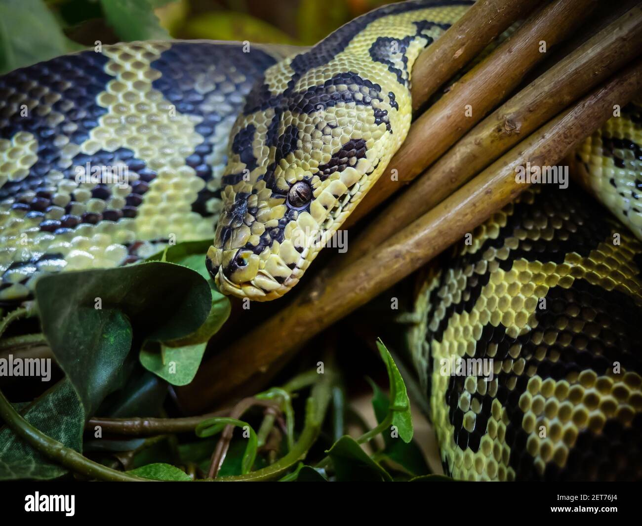 Tappeto in pitone (Morelia spilota) primo piano Foto Stock