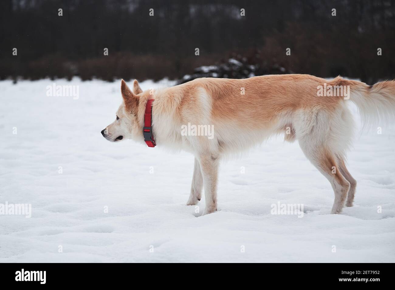 Il pastore e l'Husky di mezza razza si erige nella neve in un bellissimo collare rosso e guarda in lontananza. Adorabile cane bianco soffice animale domestico con collare rosso cammina in w Foto Stock