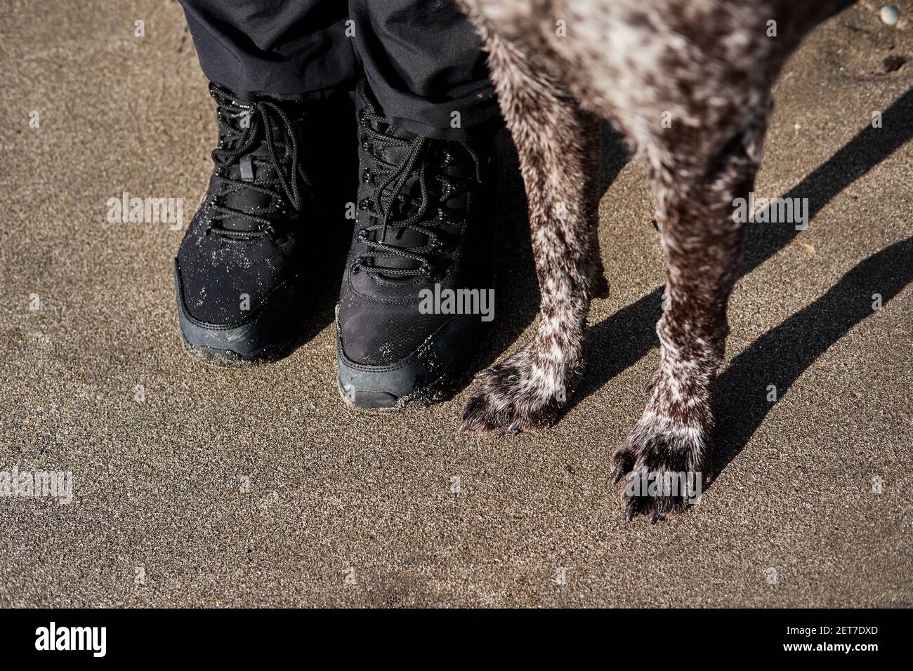 Germogli di umani in sneakers neri e zampe marroni macchiate Kurzhaar sulla spiaggia di sabbia. Passeggiate nella natura con persone migliore amico cane da caccia. Foto Stock