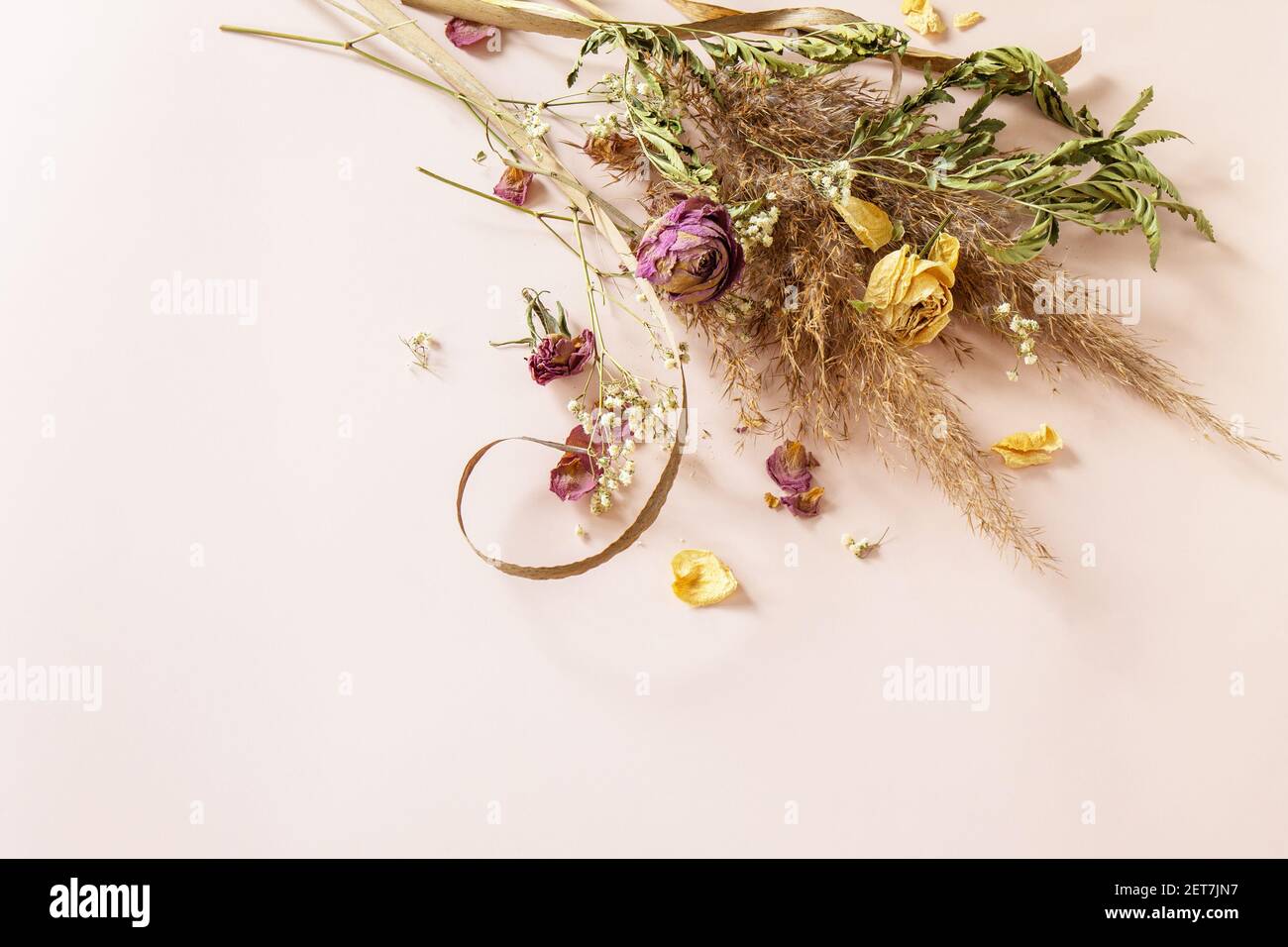 Composizione minima per le vacanze floreali. Pampas erba con fiori secchi piante bouquet su sfondo rosa. Foto Stock