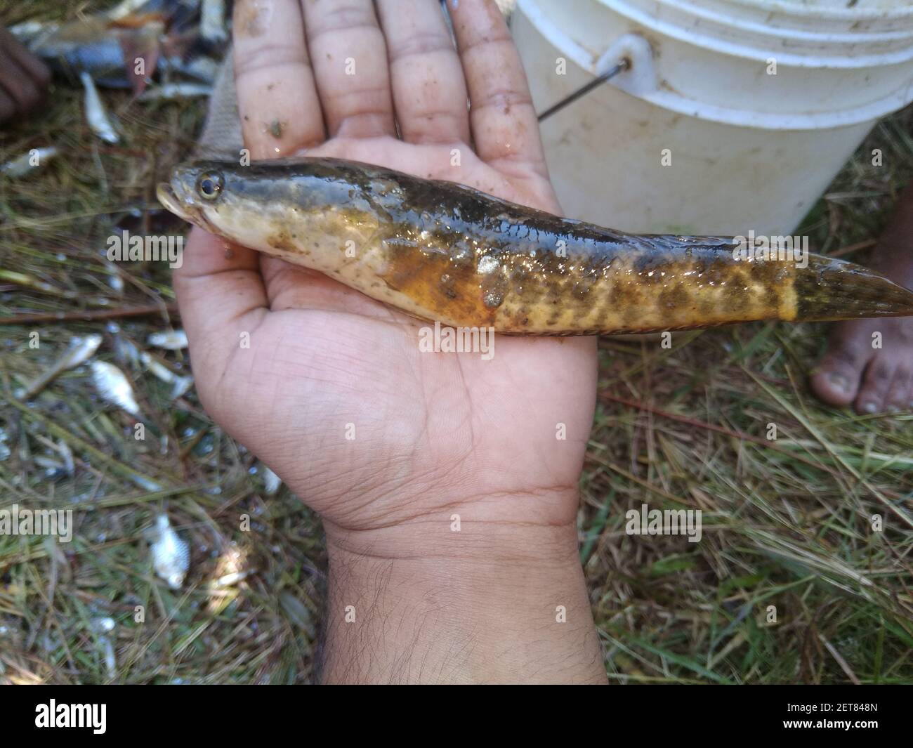 pesce chana appena raccolto in mano pesce di testa di serpente in mano Foto Stock
