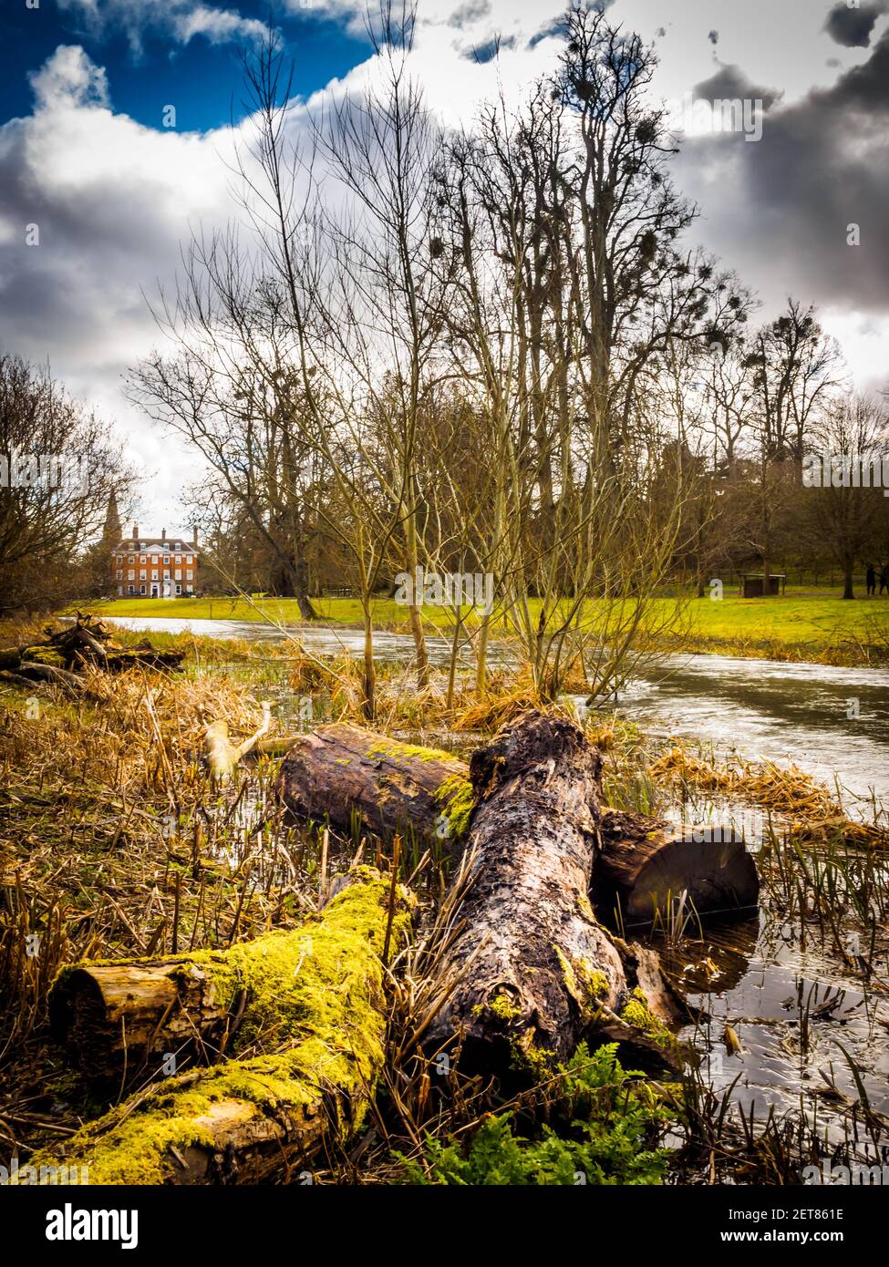 Snowdrop Woods al Welford Park, vicino a Hungerford nel Berkshire con un tappeto fresco di bianche nevicate in primavera. Foto Stock