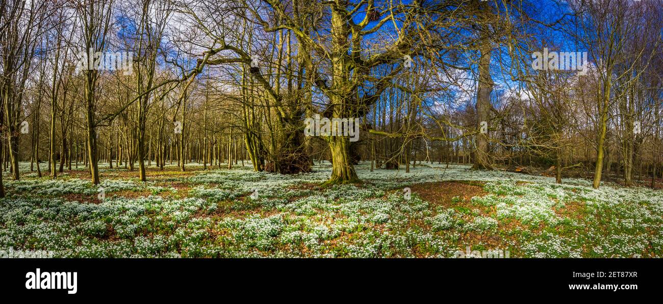 Snowdrop Woods al Welford Park, vicino a Hungerford nel Berkshire con un tappeto fresco di bianche nevicate in primavera. Foto Stock