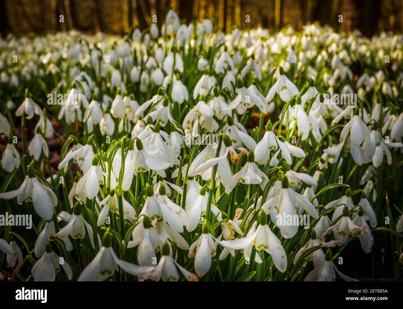 Snowdrop Woods a Welford Park, Berkshire, con un tappeto fresco di bianche nevicate in primavera. Foto Stock
