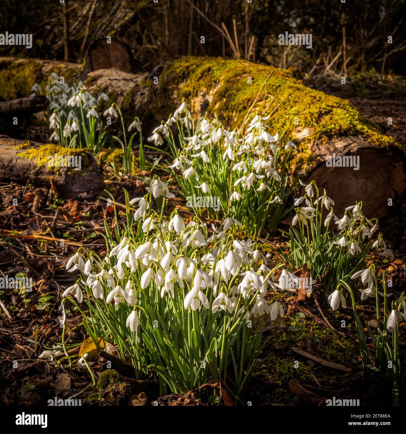 Snowdrop Woods a Welford Park, Berkshire, con un tappeto fresco di bianche nevicate (Galanthus nivalis) in primavera. Foto Stock