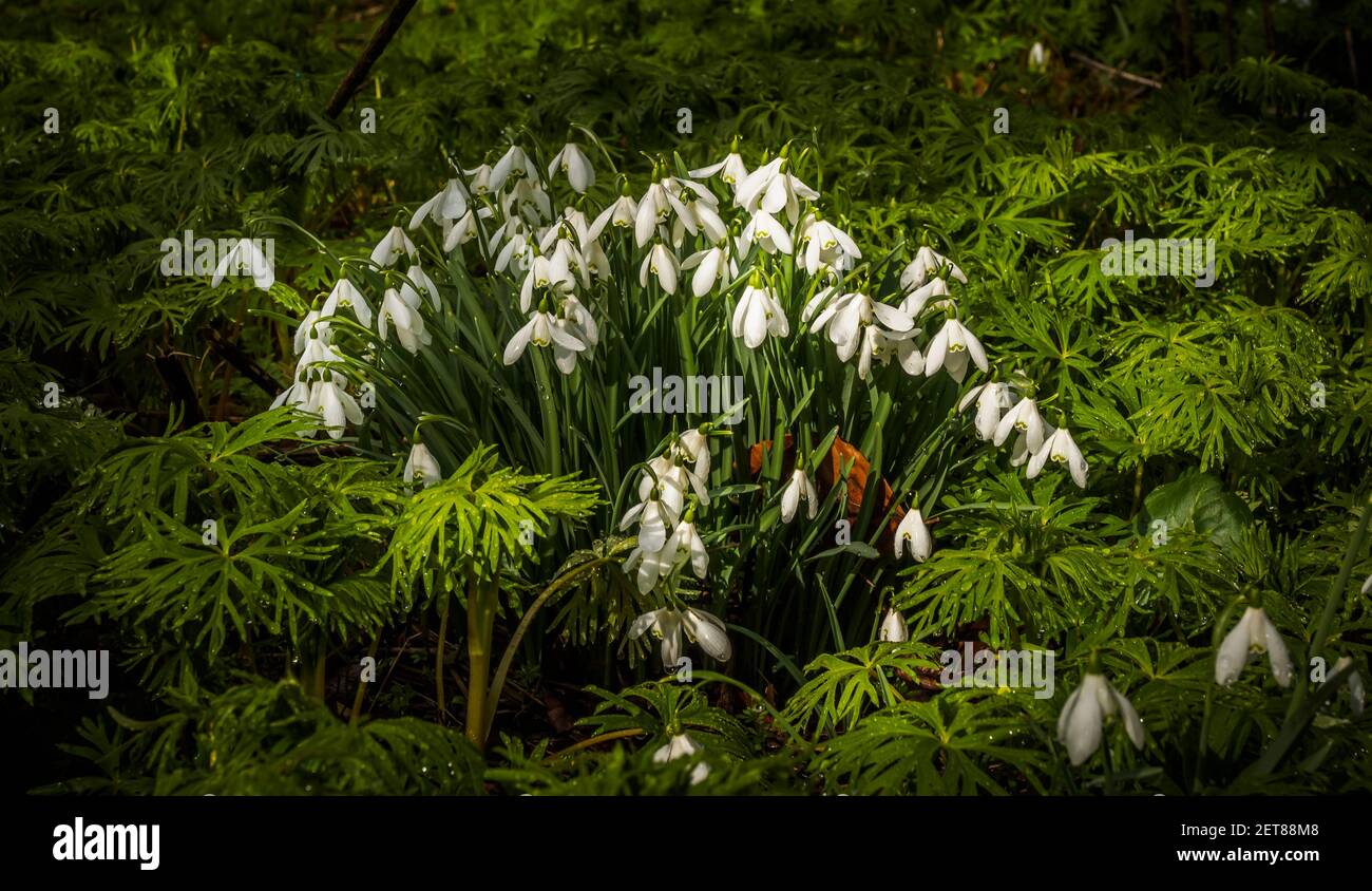 Snowdrop Woods a Welford Park, Berkshire, con un tappeto fresco di bianche nevicate in primavera. Foto Stock