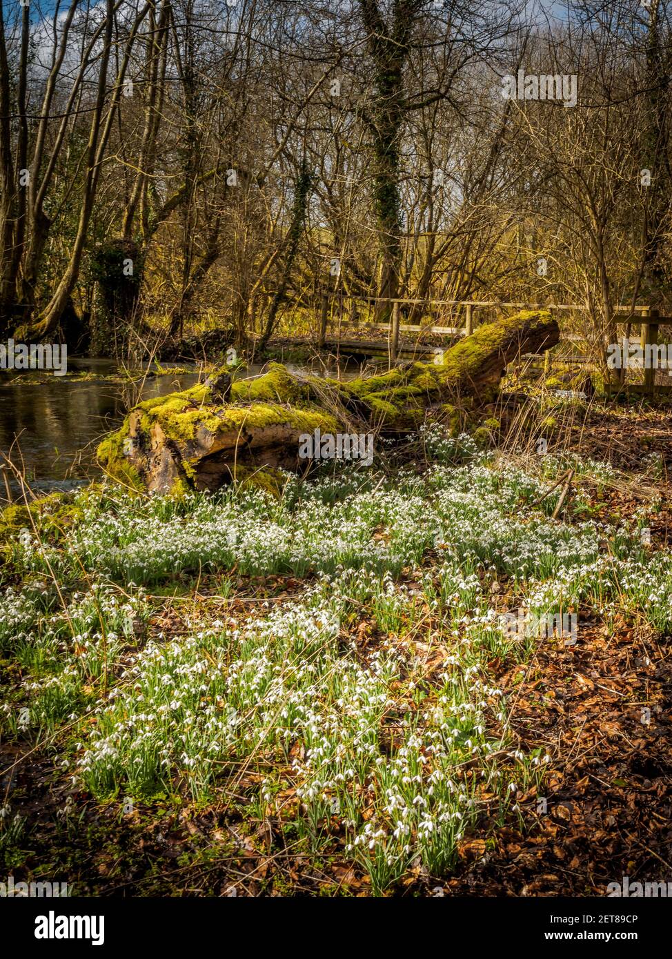 Snowdrop Woods a Welford Park, Berkshire, con un tappeto fresco di bianche nevicate (Galanthus nivalis) in primavera. Foto Stock