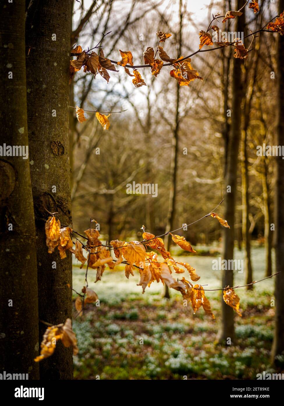 Snowdrop Woods a Welford Park, Berkshire, con un tappeto fresco di bianche nevicate in primavera. Foto Stock