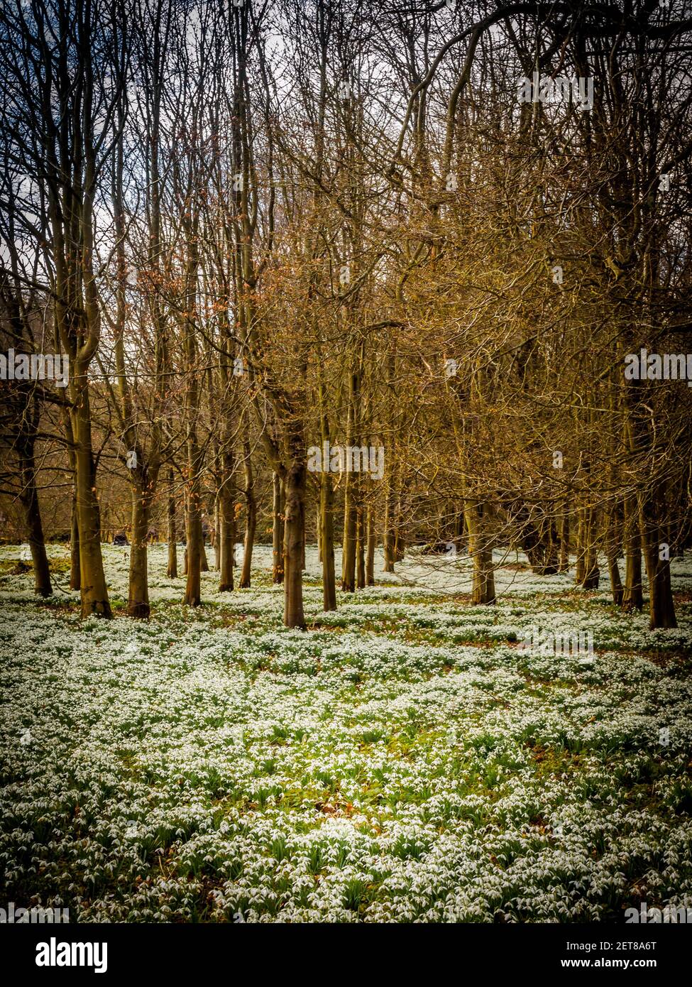 Snowdrop Woods a Welford Park, Berkshire, con un tappeto fresco di bianche nevicate in primavera. Foto Stock