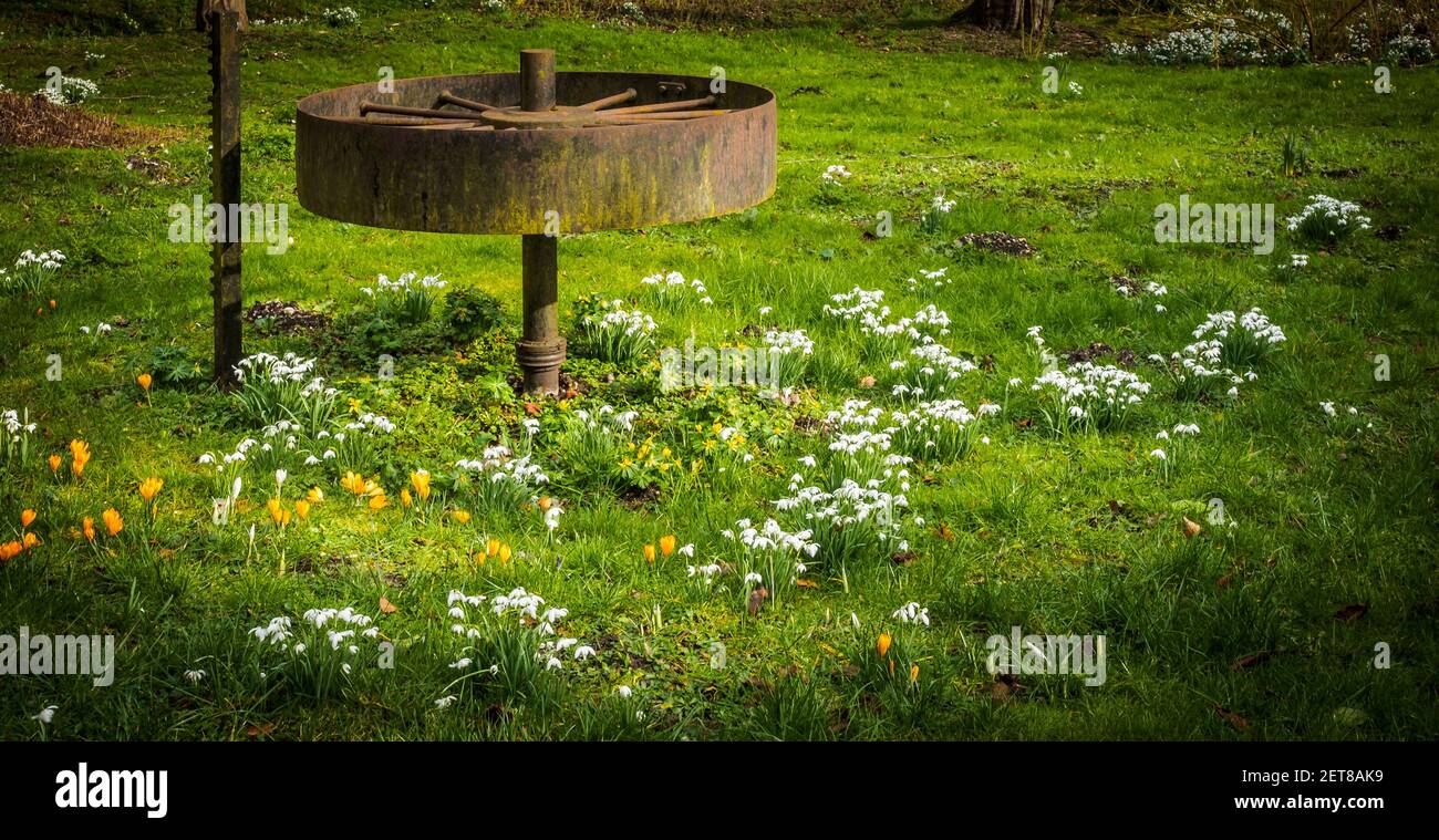 Snowdrop Woods a Welford Park, Berkshire, con un tappeto fresco di bianche nevicate in primavera. Foto Stock