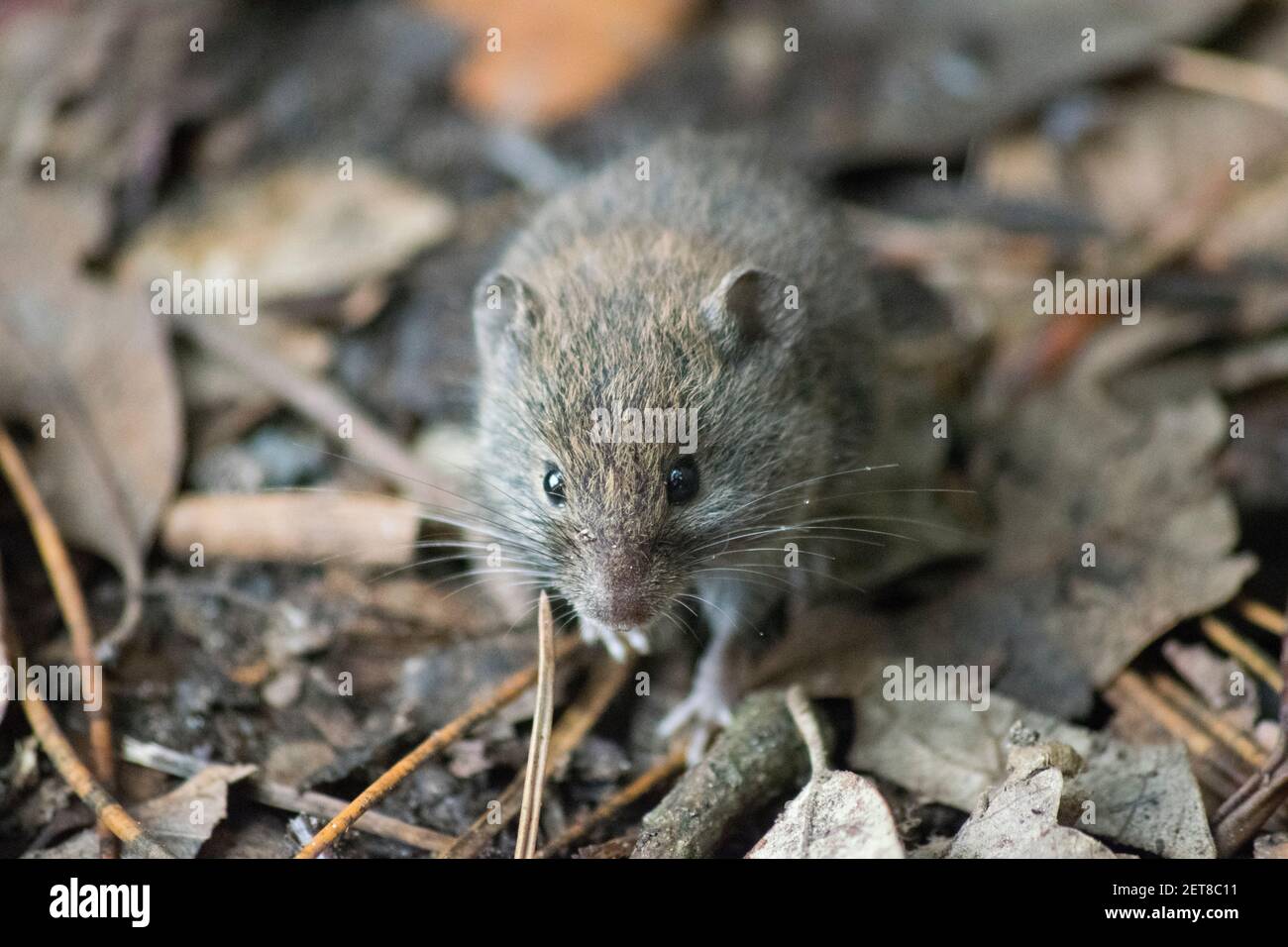 Timido piccolo mouse alla ricerca di cibo Foto Stock