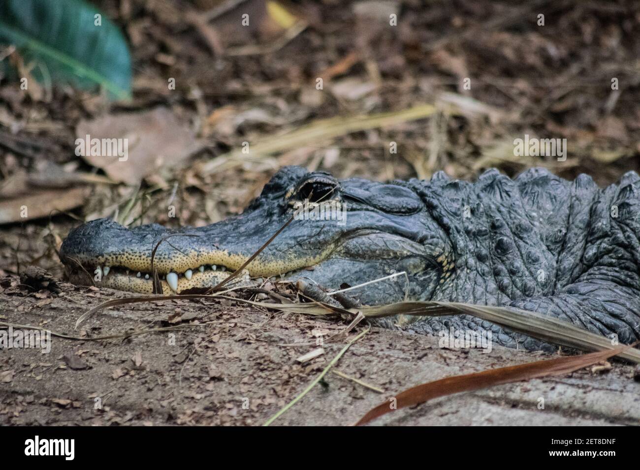 Adulto che riposa coccodrillo in uno zoo faunistico Foto Stock