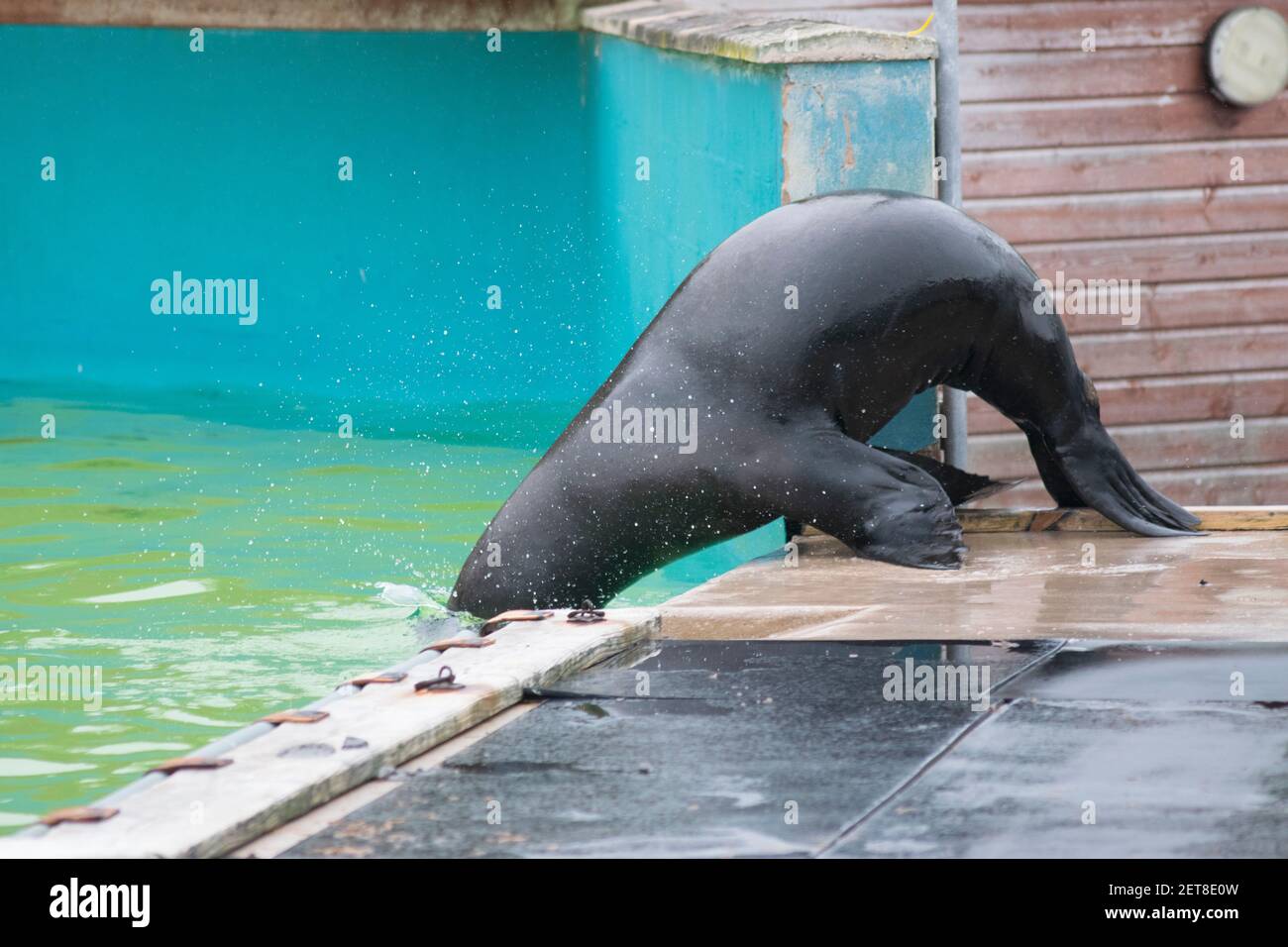 Adolescente grumpy leone di mare abbaiare e mostrare fuori Foto Stock