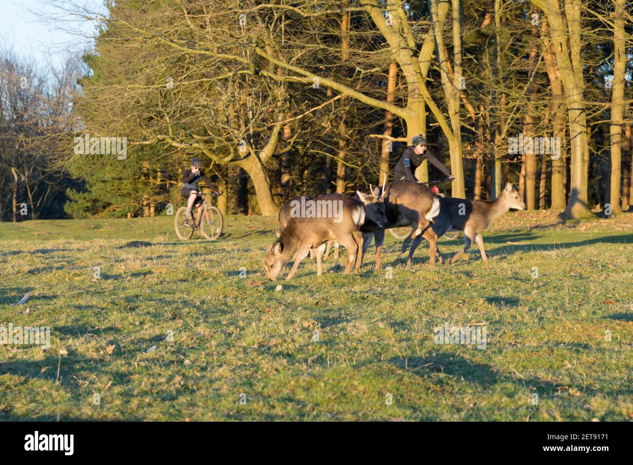 Allow cervi pascolano su un parco di campagna con due ciclisti a cavallo Sullo sfondo in Kent Foto Stock
