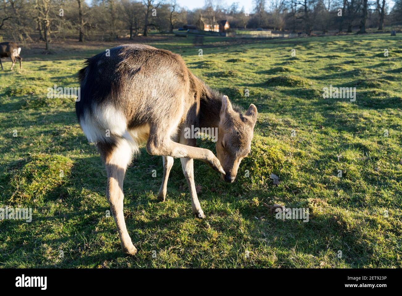 Allaccia il cervo che predica con il tramonto frizzante che splende sulle erbe in Parco di campagna nel Kent Foto Stock