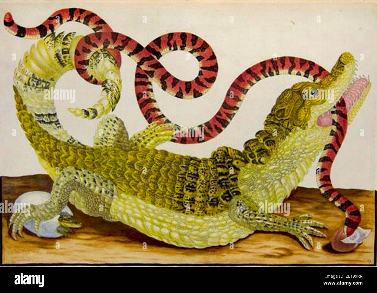 Nano Caiman e Falso serpente di Corallo dagli insetti del Suriname di Maria Sibylla Merian. Artista forse Dorotea Graff. Foto Stock