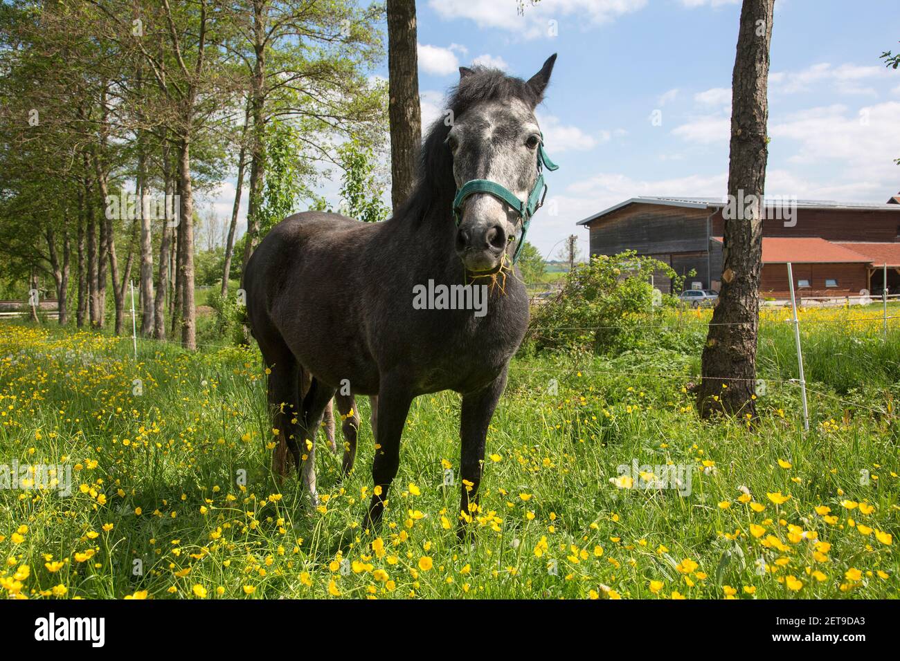 Bel cavallo in prato di fiori selvatici Foto Stock
