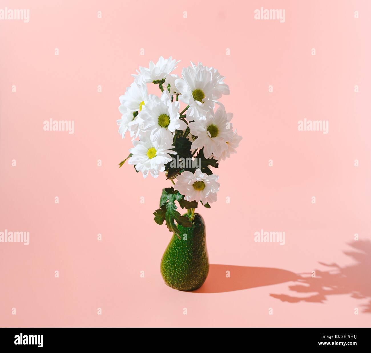 Margherite bianche che crescono da un avocado verde organico. Design creativo minimo. Foto Stock