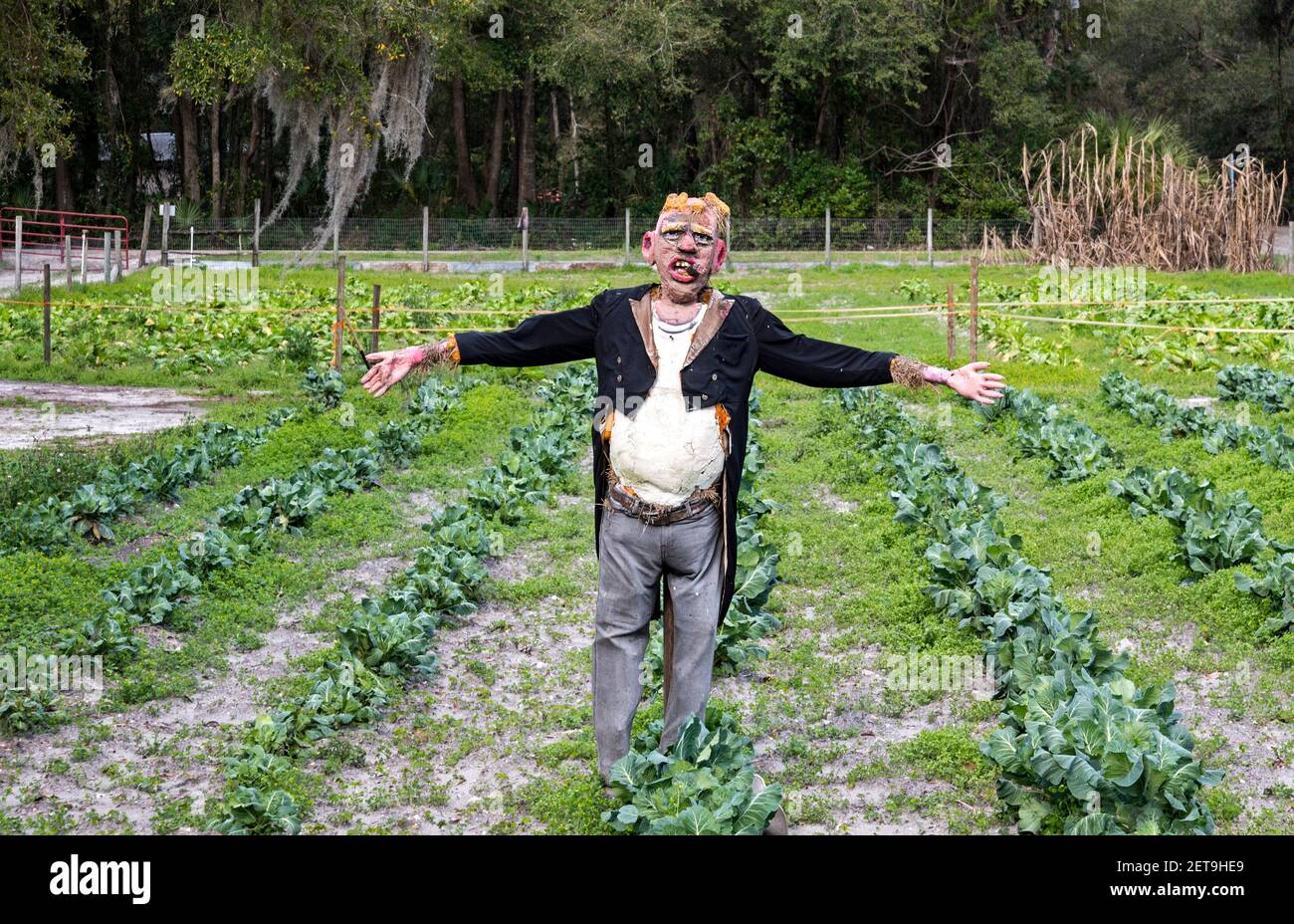 Il mostro di scarrecrow realistico spaventa gli uccelli... e people...from questo coltivatore a terra coltiva nella Florida centro-settentrionale. Foto Stock