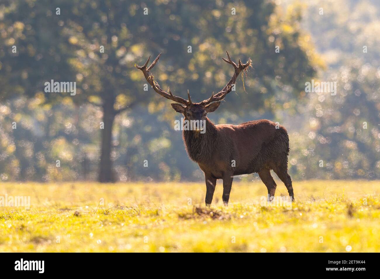 Un cervo rosso adulto stag (Cervus elaphus) a Studley Royal, vicino Ripon, North Yorkshire. Ottobre. Foto Stock