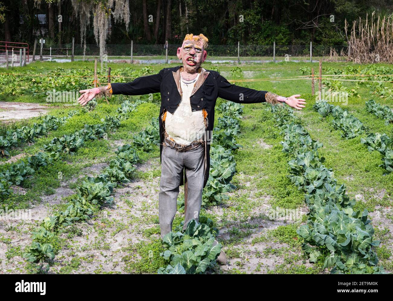 Il mostro di scarrecrow realistico spaventa gli uccelli... e people...from questo coltivatore a terra coltiva nella Florida centro-settentrionale. Foto Stock